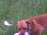 BJake with jug in mouth