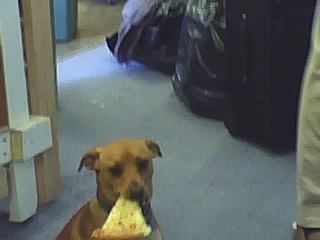 BXJake with pizza in mouth