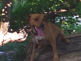 Bjake in a tree