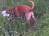 Bjake in the weeds