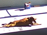 bJake lounging in sunbeam